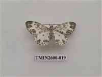 藏品(尺蛾114)的圖片